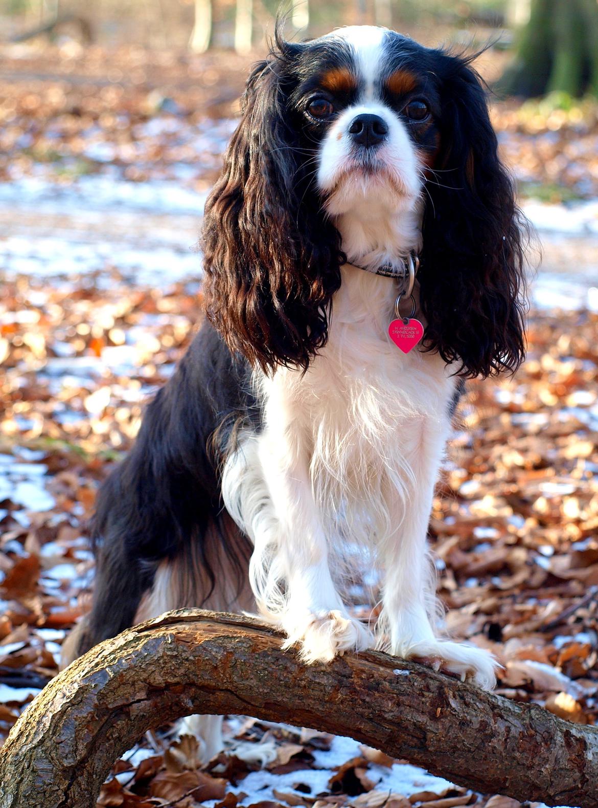Cavalier king charles spaniel Aya - Velkommen til Ayas profil <3 billede 1