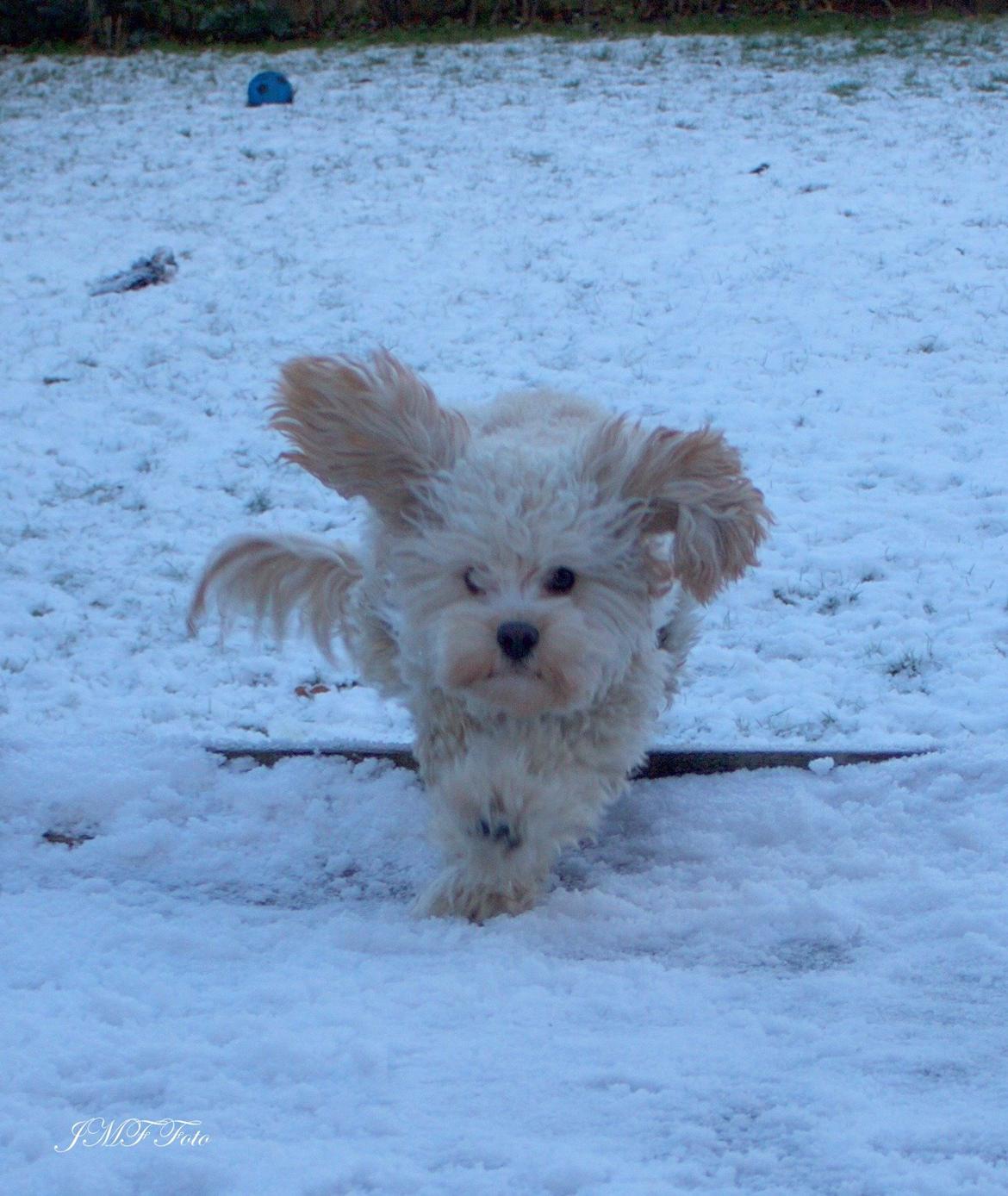 Blanding af racer Meisje (cavapoo) billede 10