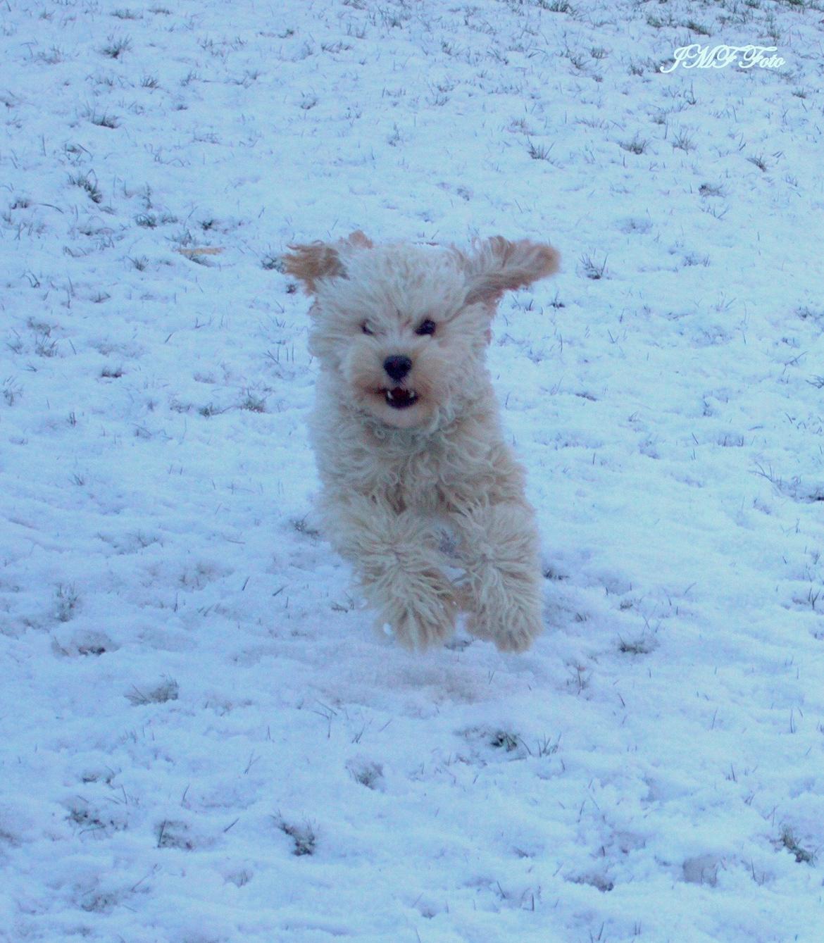 Blanding af racer Meisje (cavapoo) billede 11