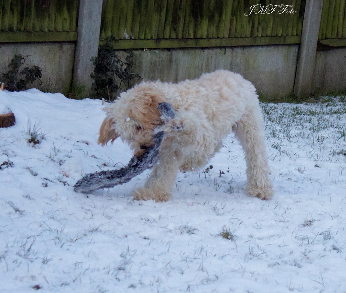 Blanding af racer Meisje (cavapoo) billede 12