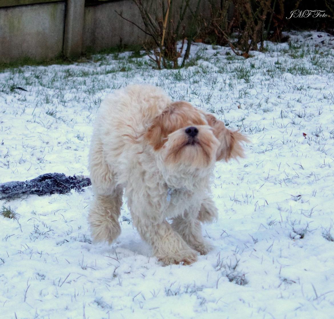Blanding af racer Meisje (cavapoo) billede 13