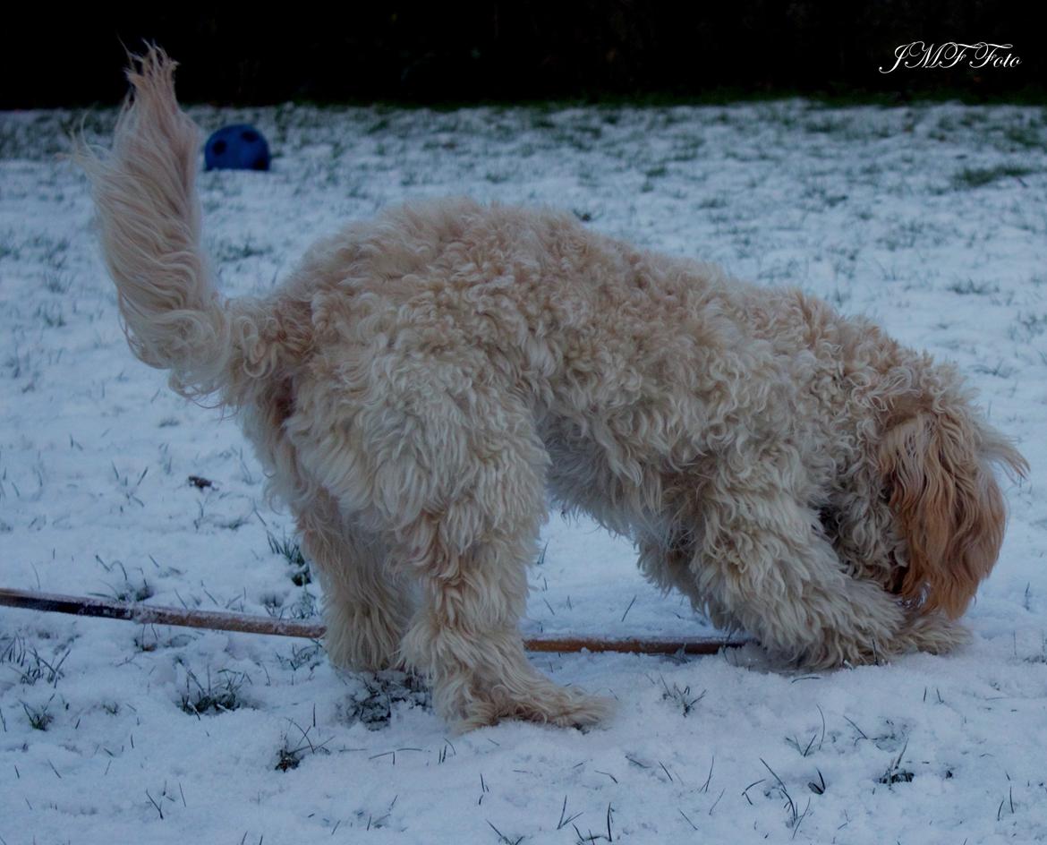 Blanding af racer Meisje (cavapoo) billede 14