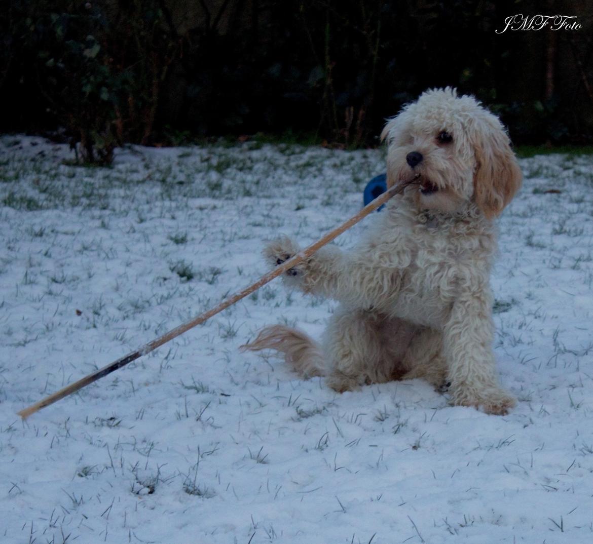Blanding af racer Meisje (cavapoo) billede 15