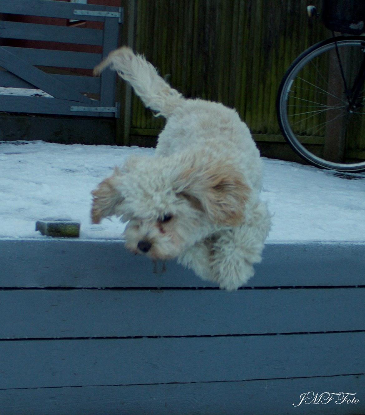 Blanding af racer Meisje (cavapoo) billede 17
