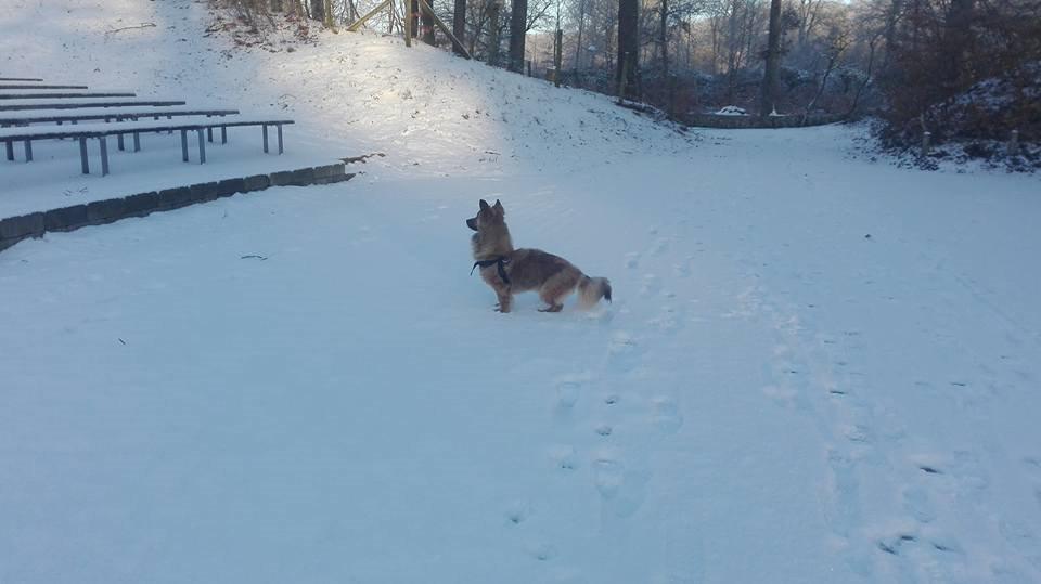 Blanding af racer Ronja fra Rumænien billede 5
