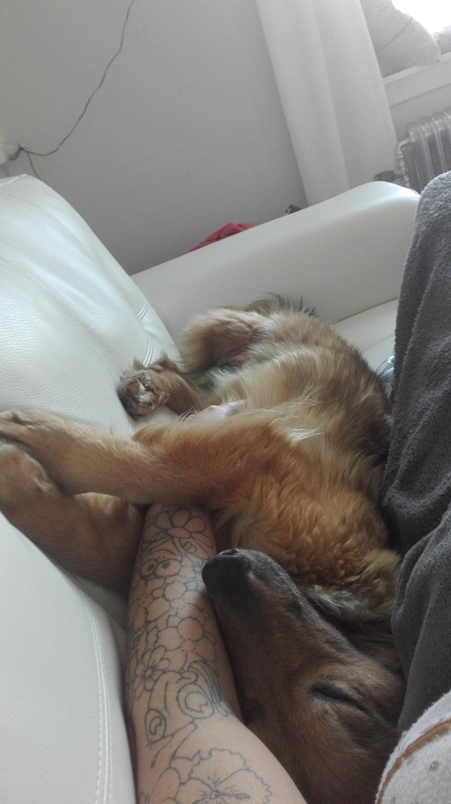 Blanding af racer Ronja fra Rumænien billede 3