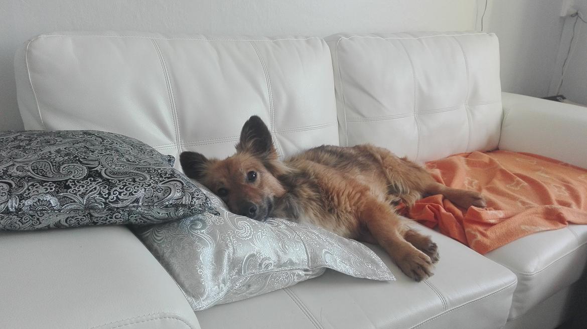 Blanding af racer Ronja fra Rumænien billede 7