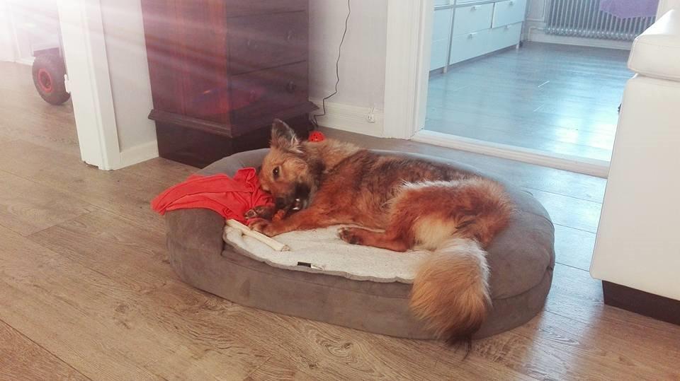 Blanding af racer Ronja fra Rumænien billede 2