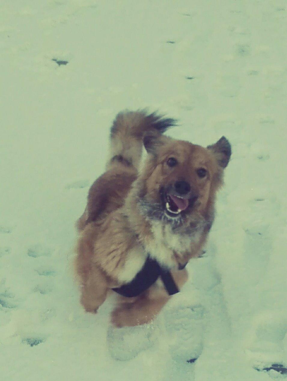 Blanding af racer Ronja fra Rumænien billede 1