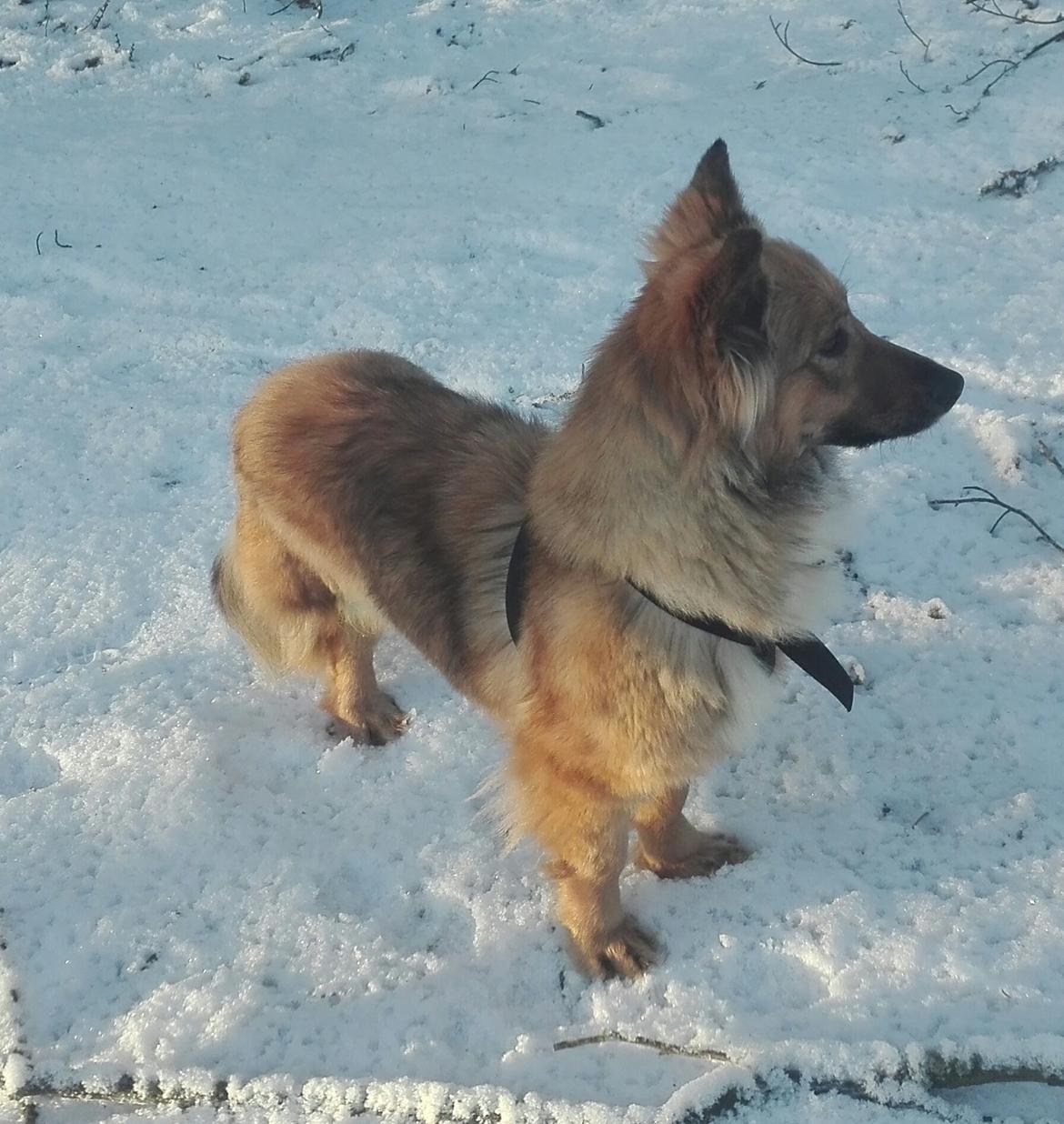 Blanding af racer Ronja fra Rumænien billede 4