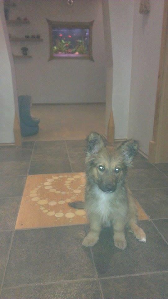 Blanding af racer Ronja fra Rumænien billede 10