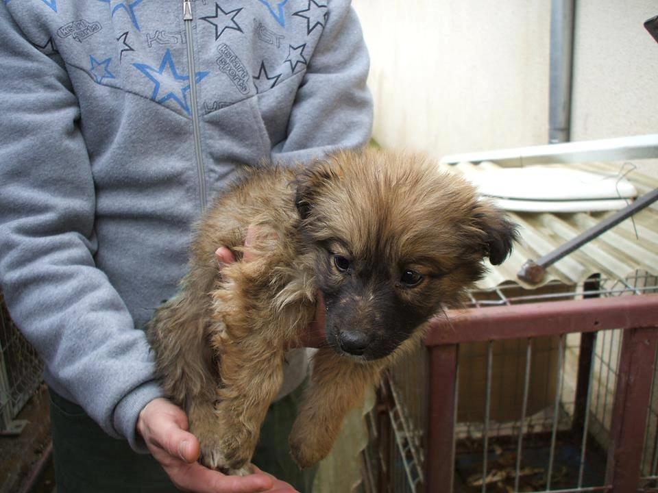 Blanding af racer Ronja fra Rumænien billede 12