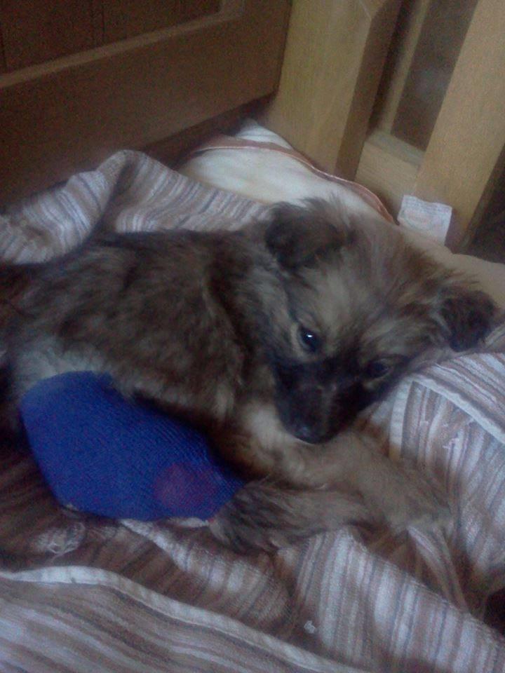 Blanding af racer Ronja fra Rumænien billede 13