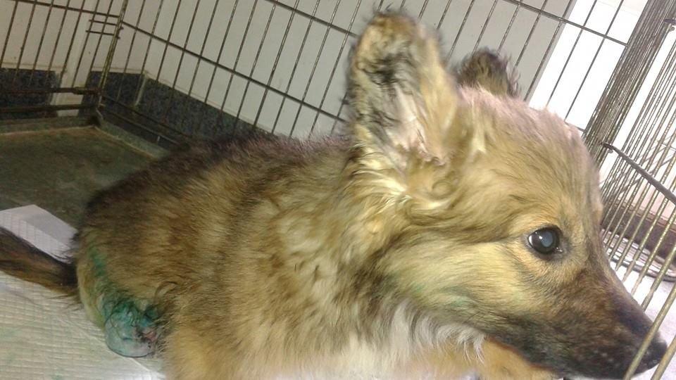 Blanding af racer Ronja fra Rumænien billede 14