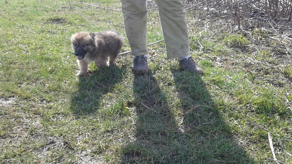 Blanding af racer Ronja fra Rumænien billede 15