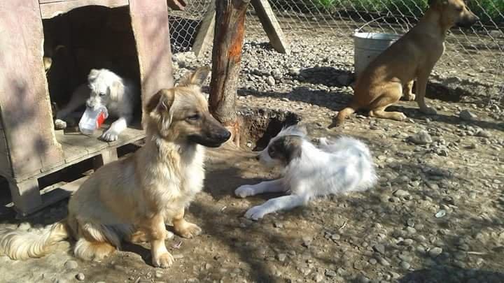 Blanding af racer Ronja fra Rumænien billede 16