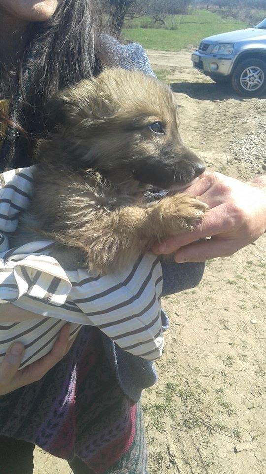 Blanding af racer Ronja fra Rumænien billede 11