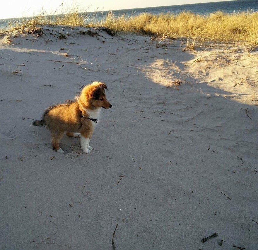 Shetland sheepdog Canto billede 32