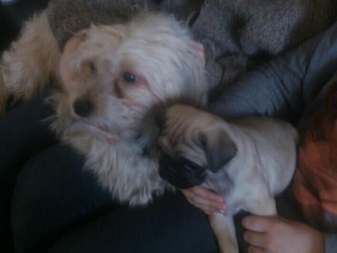 Chinese crested powder puff Markus R.I.P billede 17