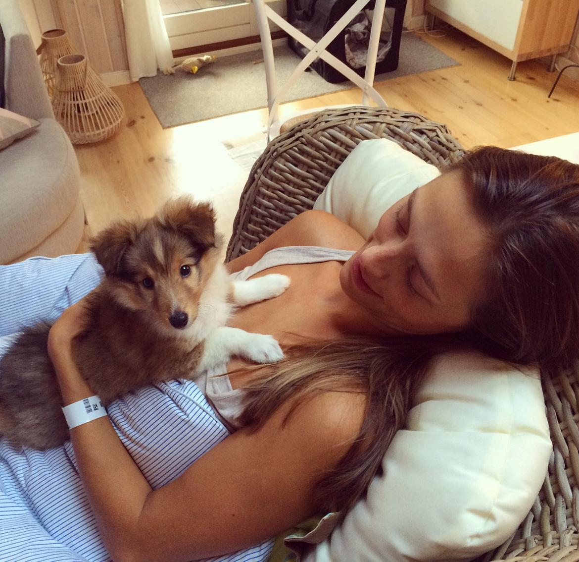 Shetland sheepdog Canto - Kort efter, at Canto er kommet hjem til os <3 billede 40