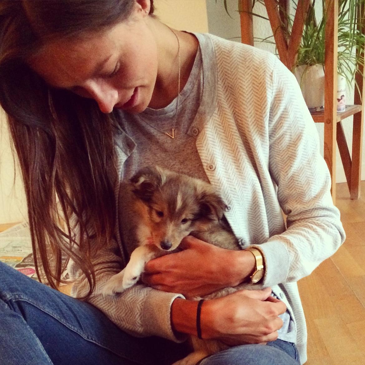 Shetland sheepdog Canto - 2. gang vi besøger Canto <3 billede 47