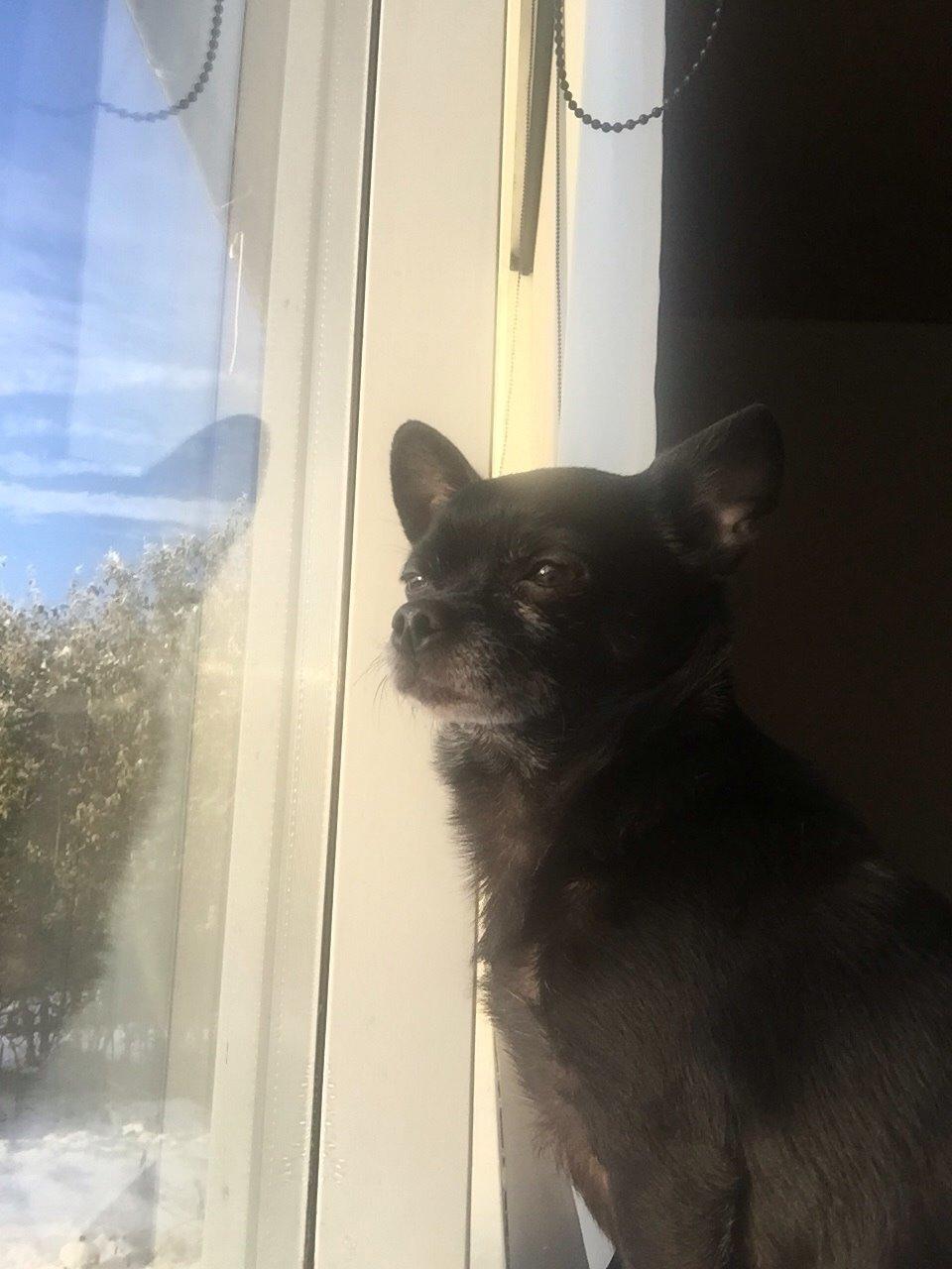 Chihuahua Theo billede 1