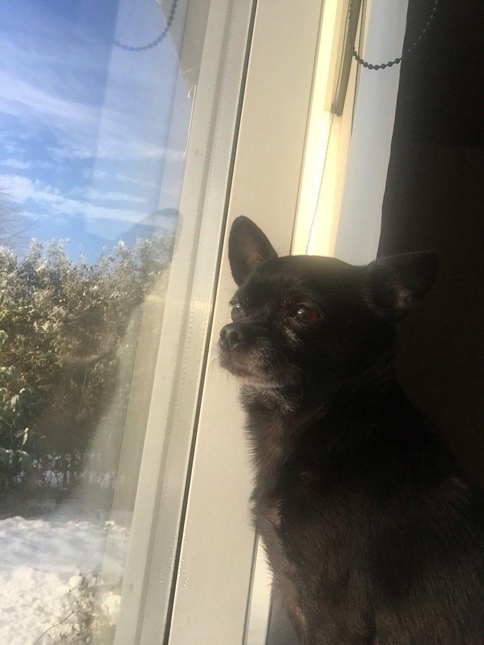 Chihuahua Theo billede 2