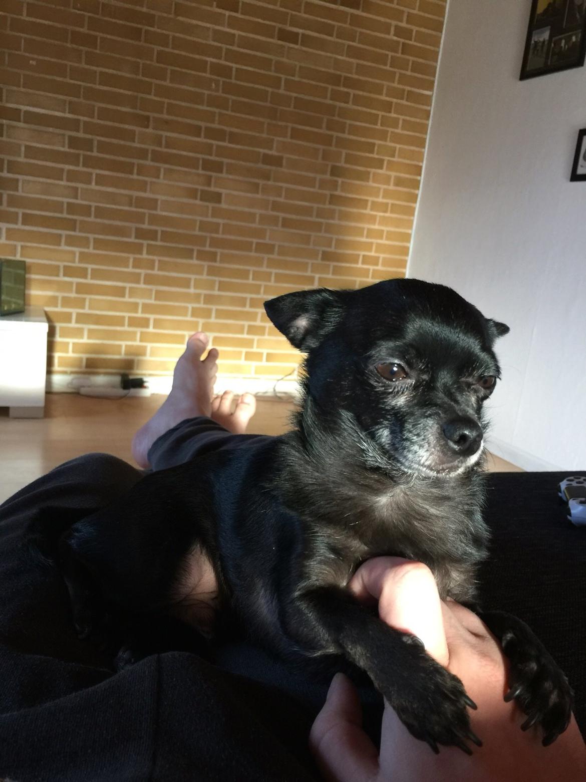 Chihuahua Theo billede 3