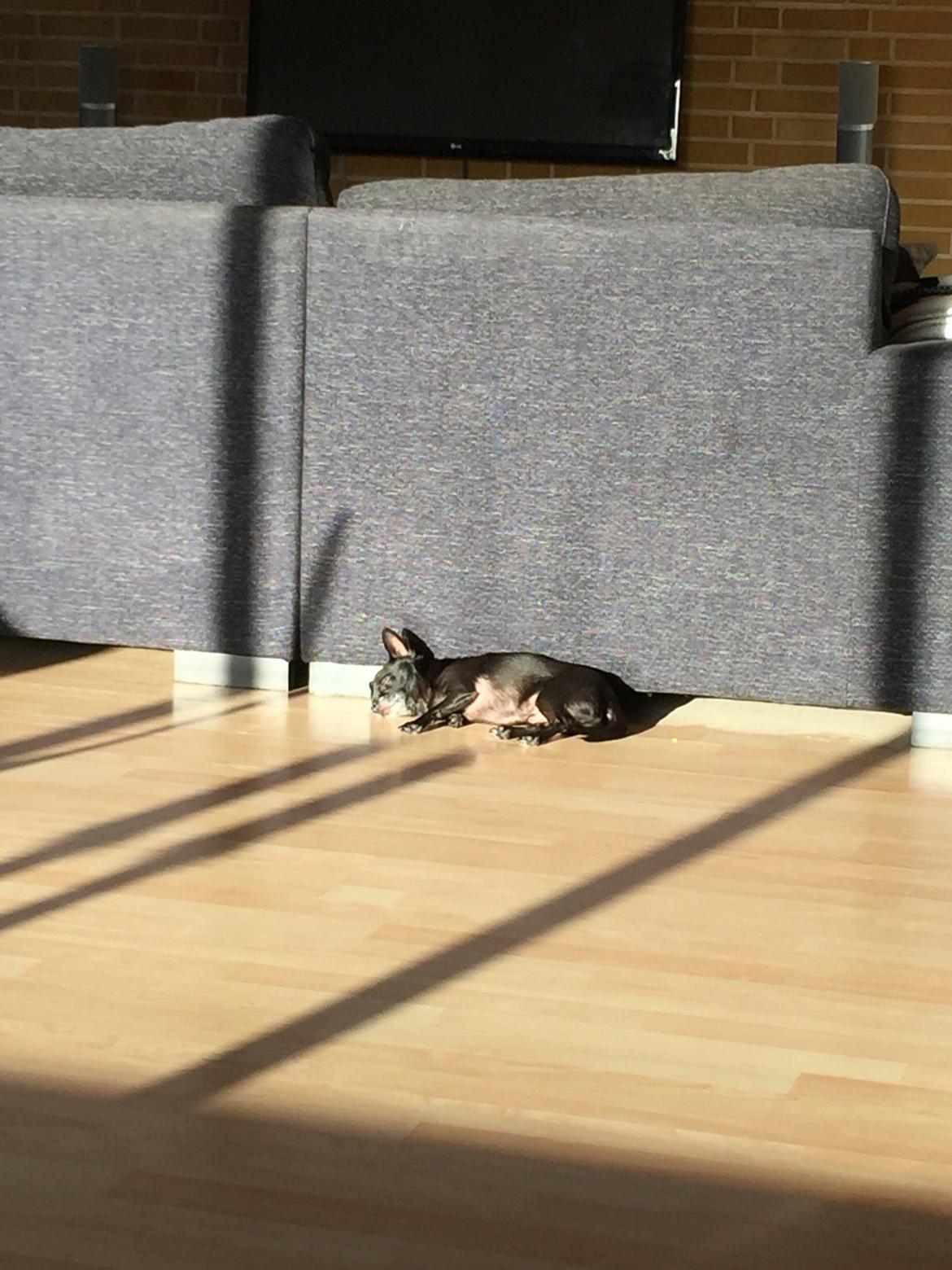 Chihuahua Theo billede 5