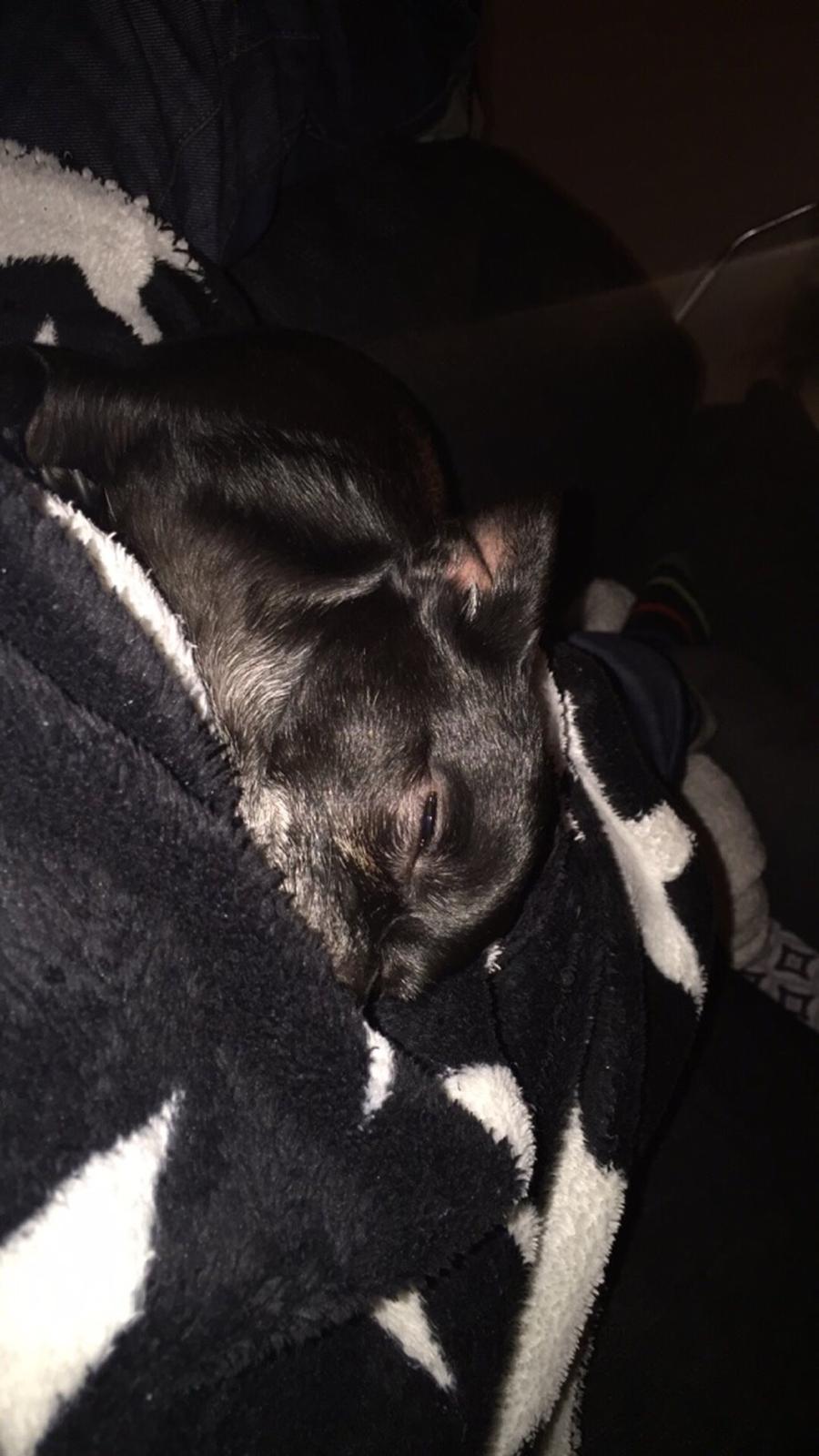 Chihuahua Theo billede 4