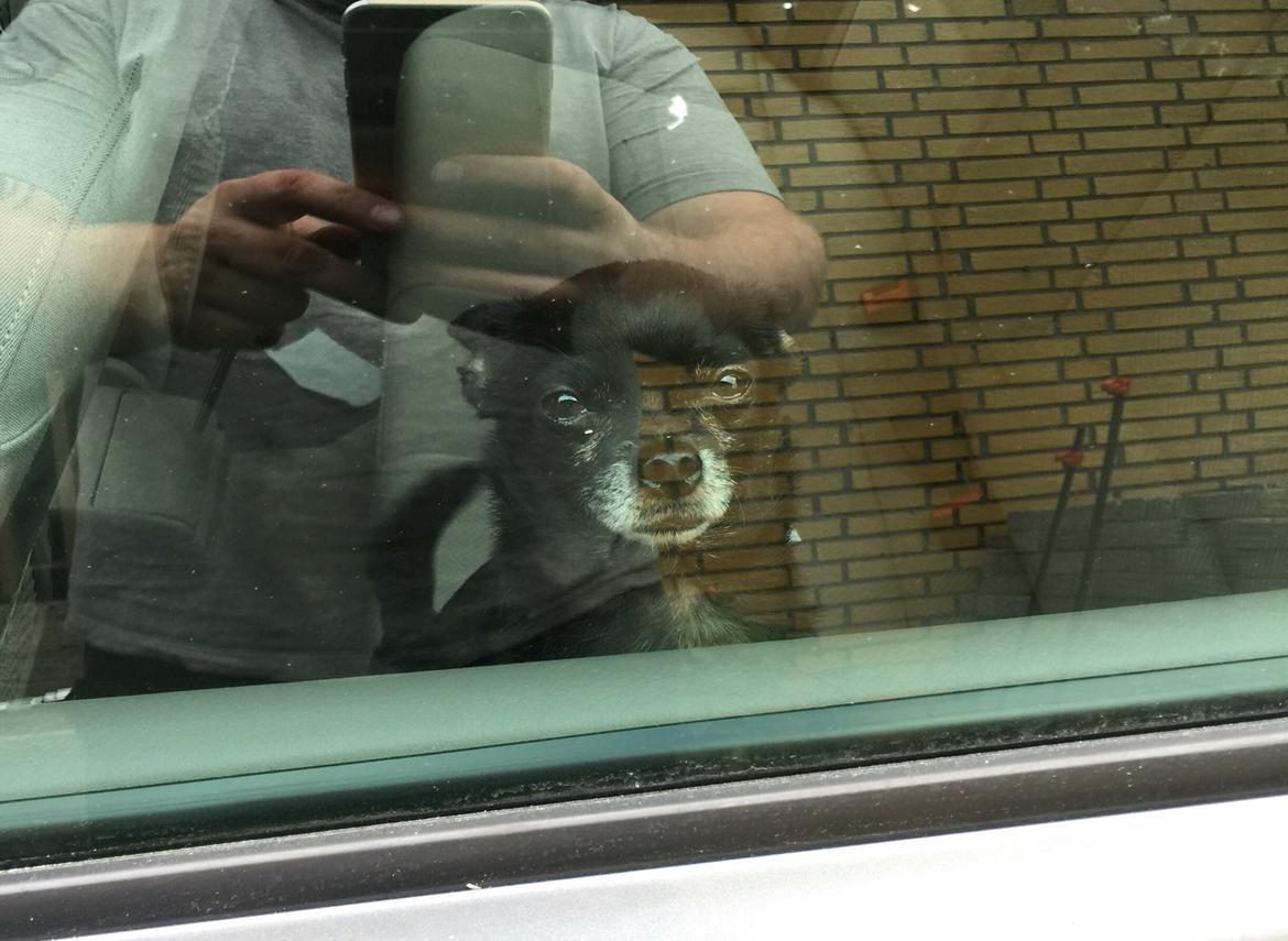 Chihuahua Theo billede 6