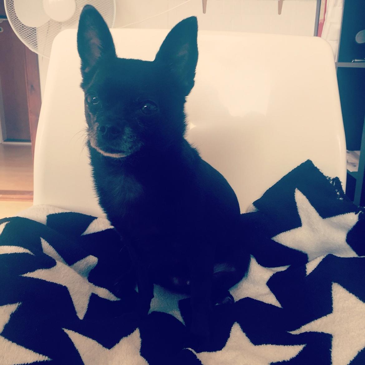 Chihuahua Theo billede 7