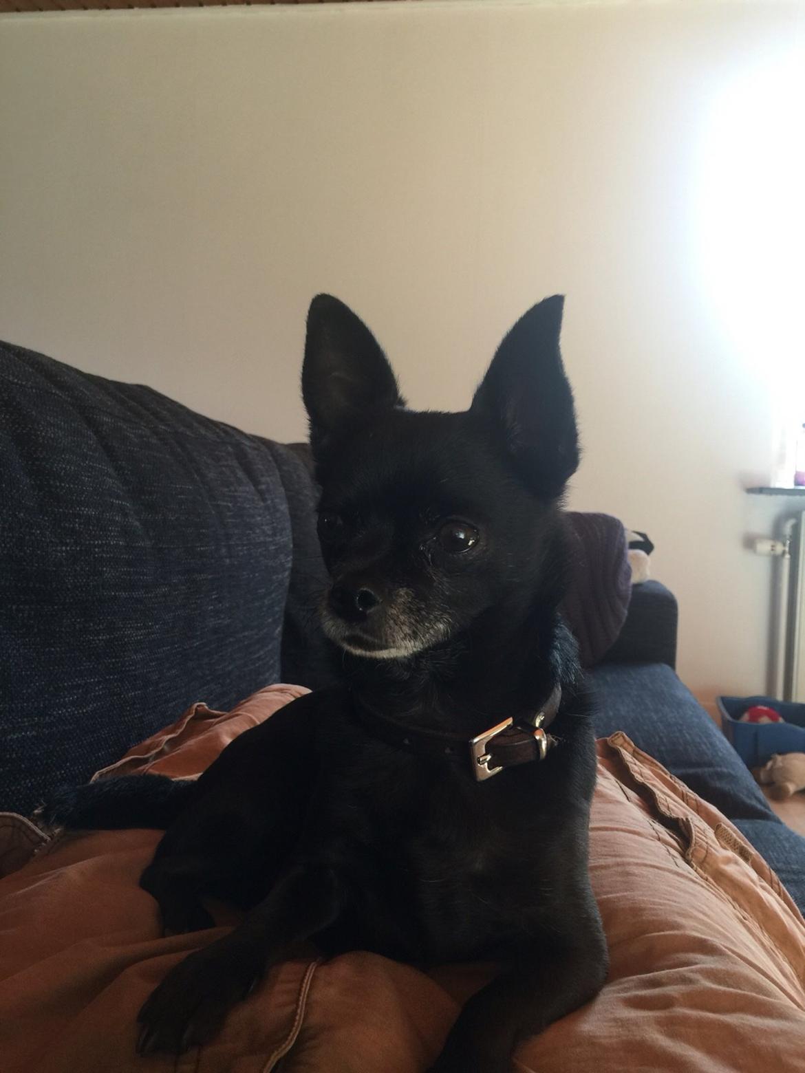 Chihuahua Theo billede 9