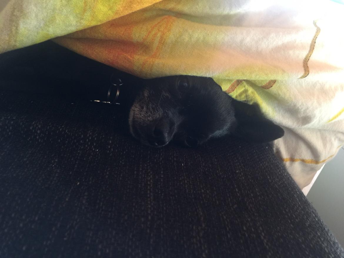 Chihuahua Theo billede 8