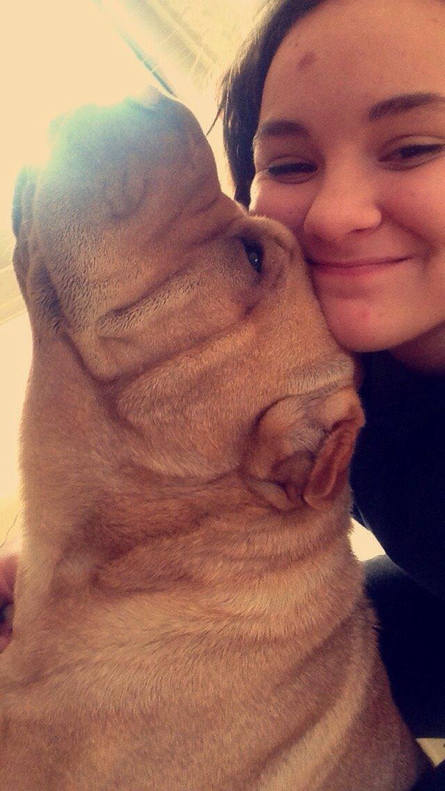 Shar pei Karla. billede 2