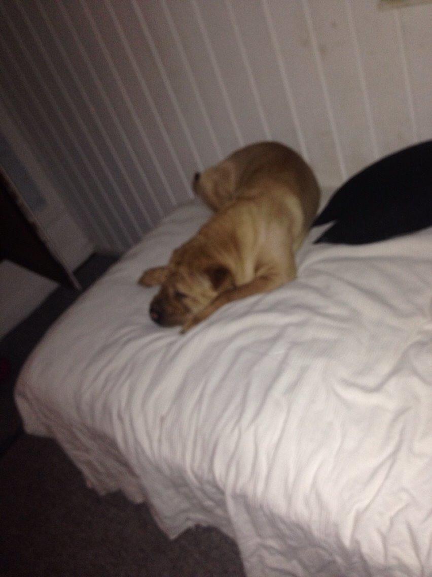 Shar pei Karla. billede 3