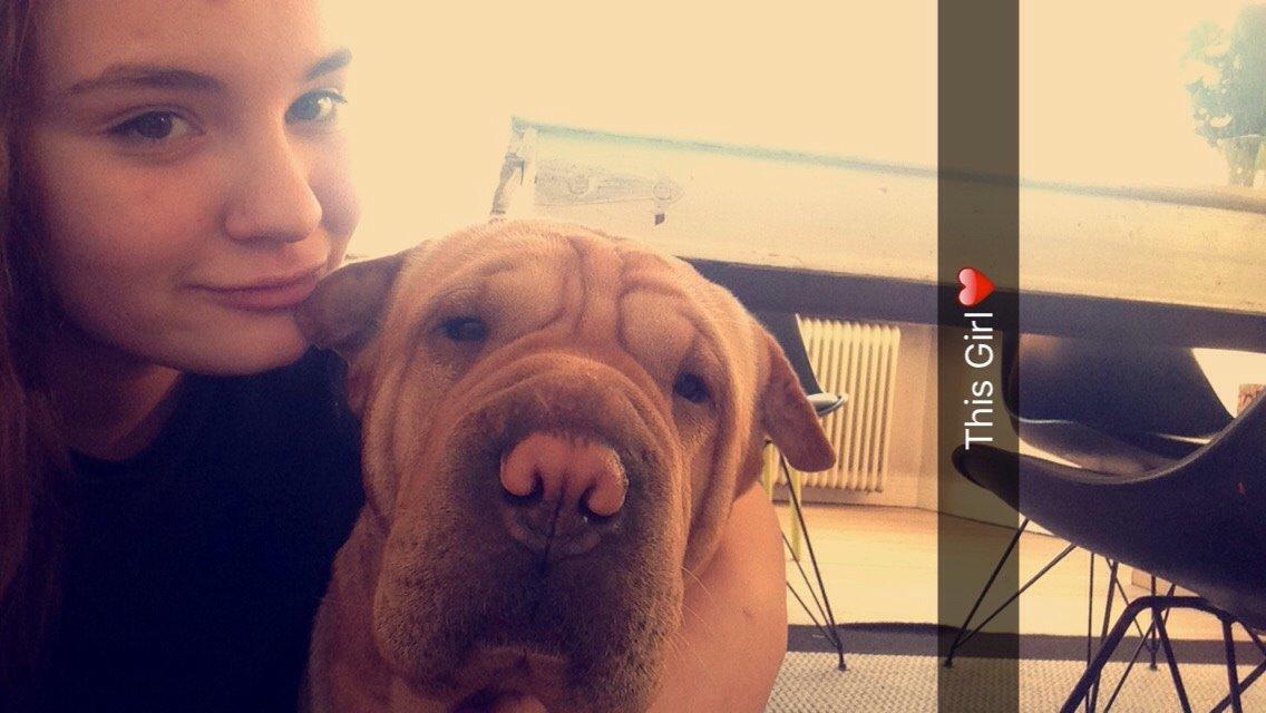 Shar pei Karla. billede 1