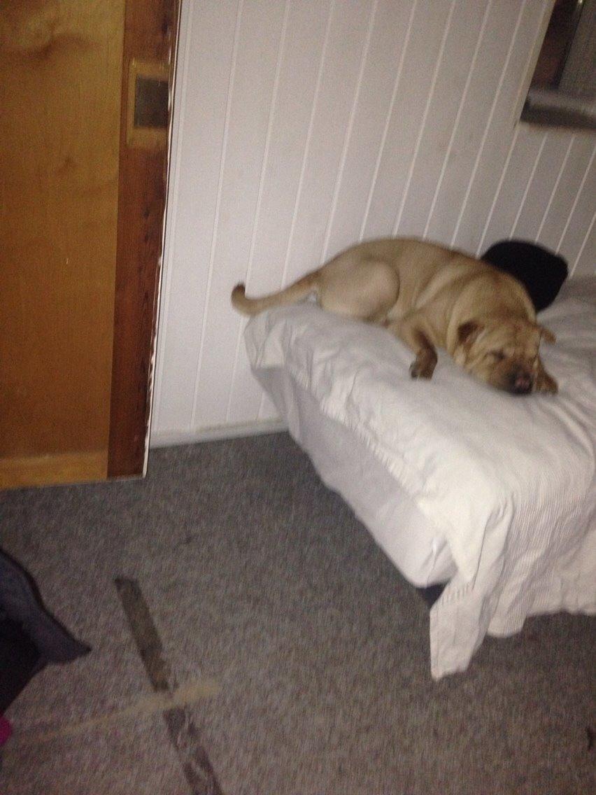 Shar pei Karla. billede 4