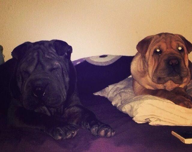 Shar pei Karla. billede 6