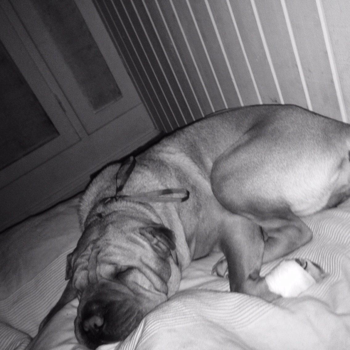 Shar pei Karla. billede 7