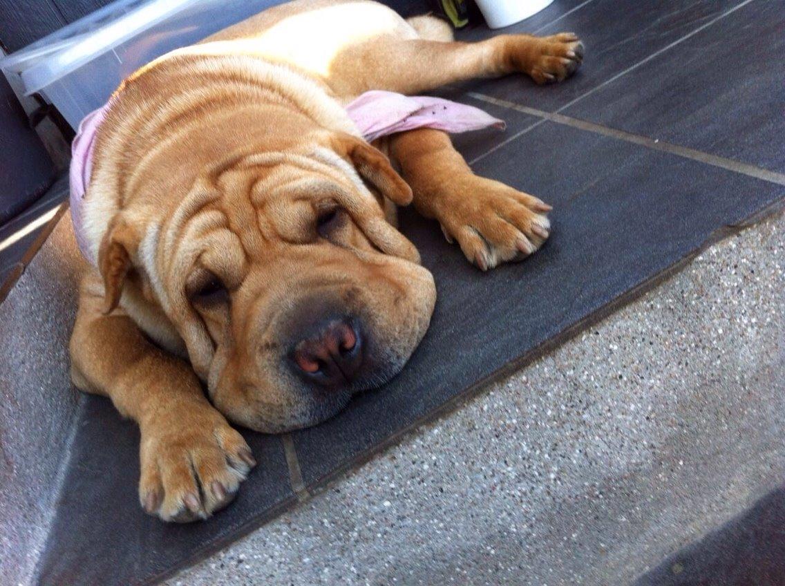 Shar pei Karla. billede 5