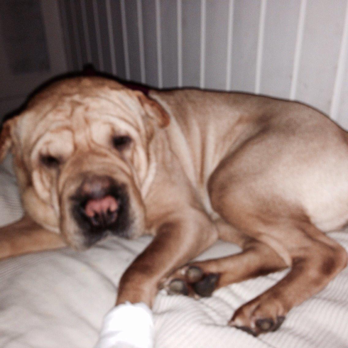 Shar pei Karla. billede 8