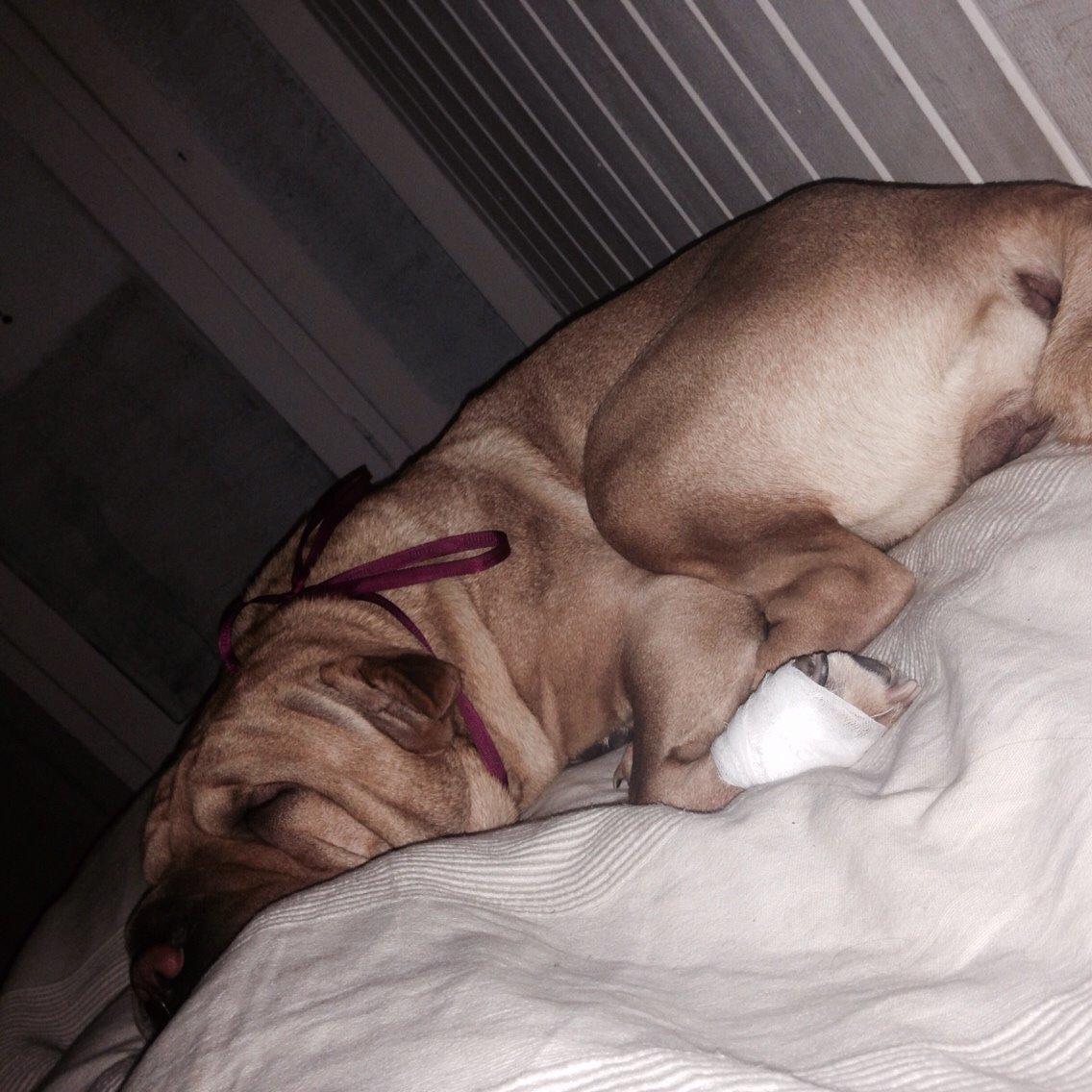 Shar pei Karla. billede 10