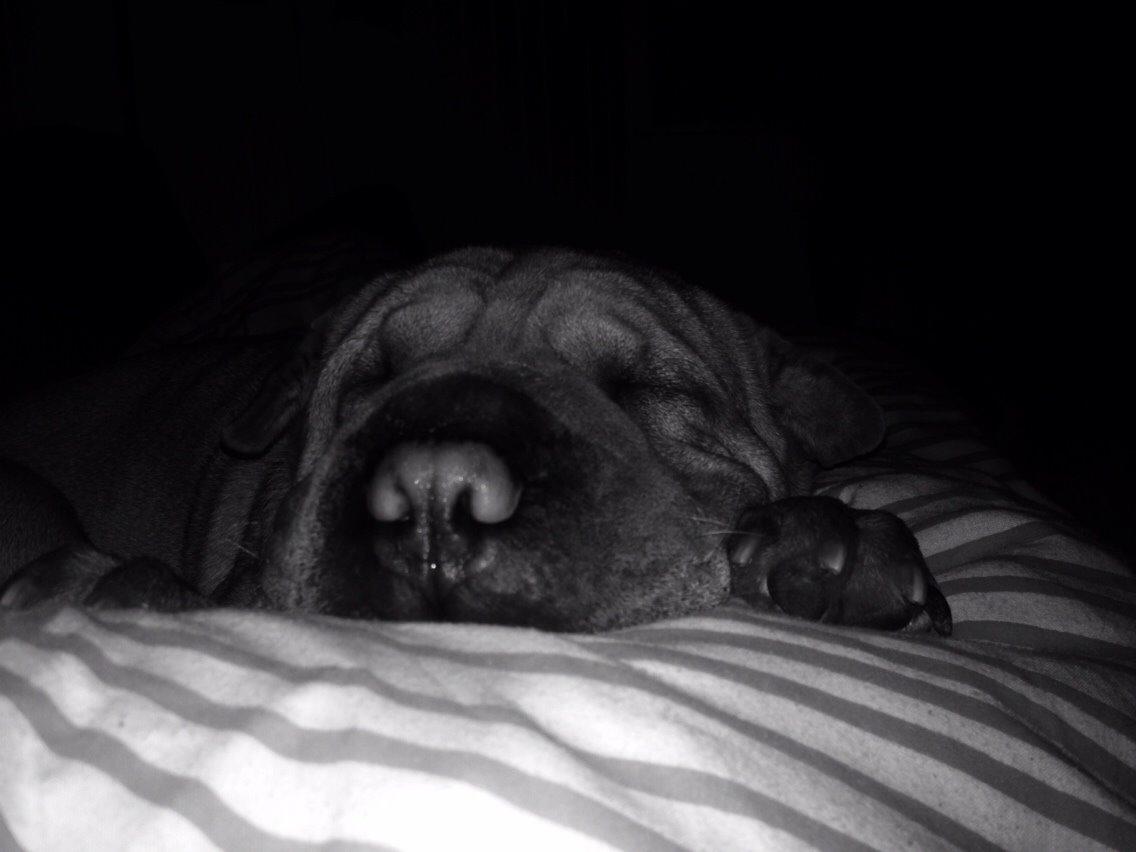 Shar pei Karla. billede 11