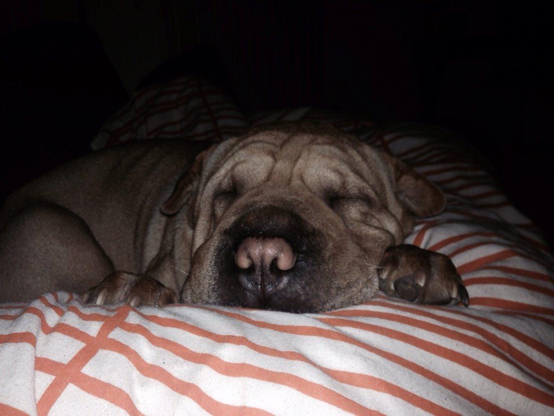 Shar pei Karla. billede 12