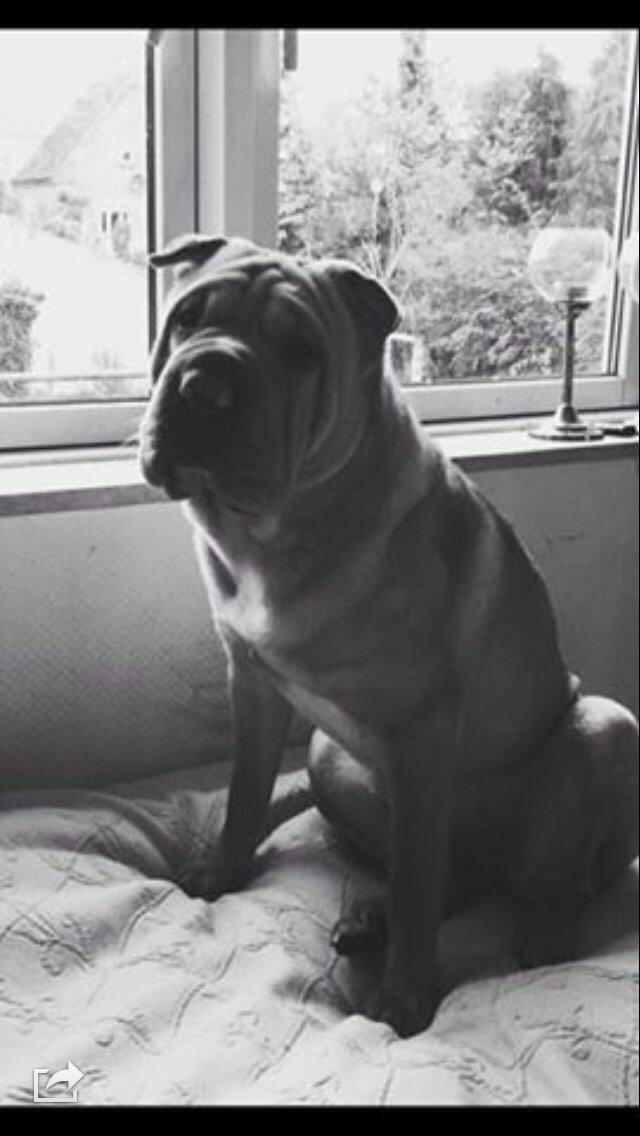 Shar pei Karla. billede 14