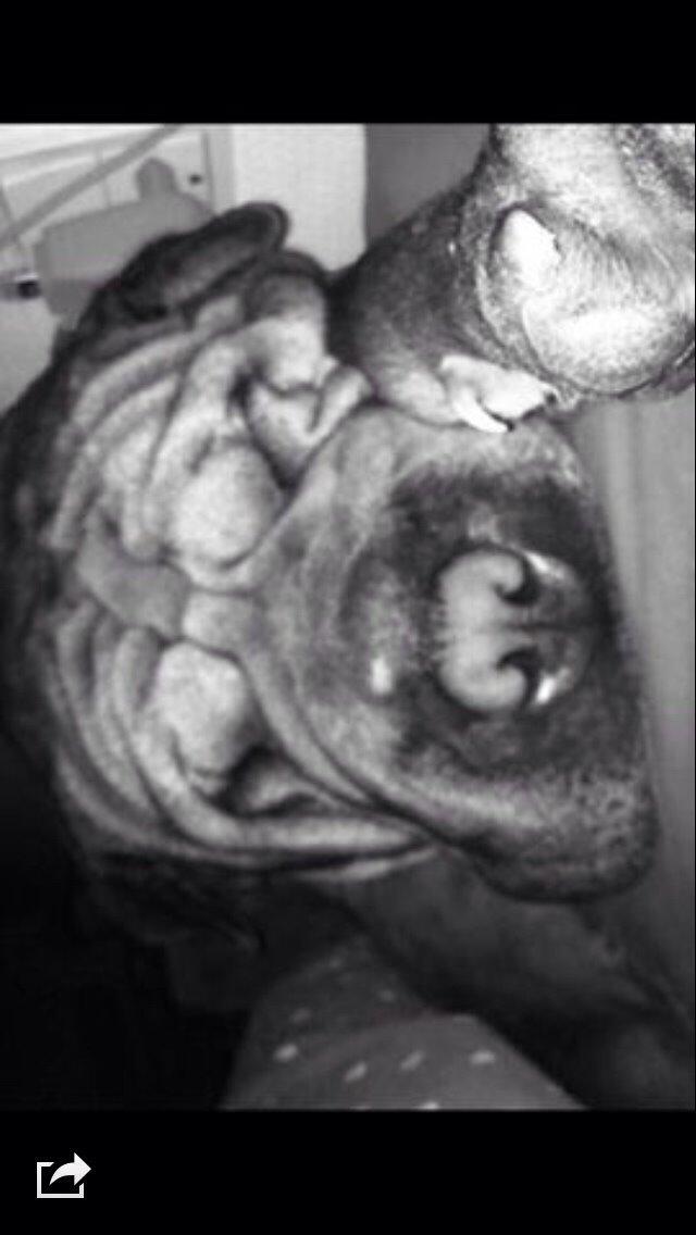 Shar pei Karla. billede 15