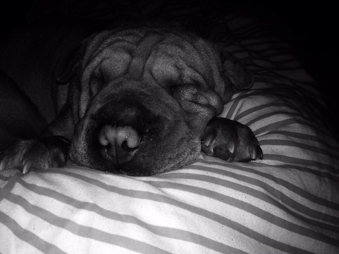 Shar pei Karla. billede 13