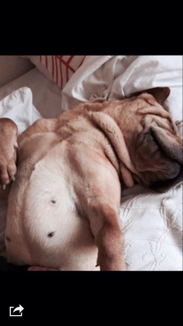 Shar pei Karla. billede 17