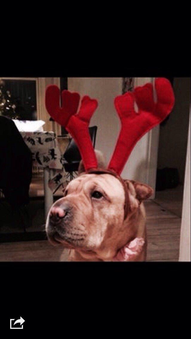 Shar pei Karla. billede 16